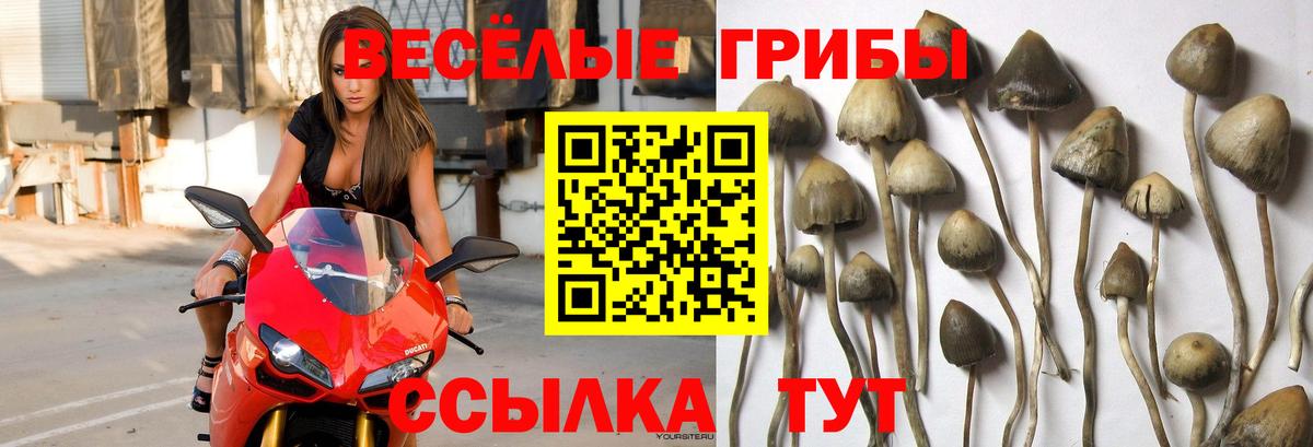 Галлюциногенные грибы Cubensis  Вход с VPN  Псилоцибиновые грибы мухоморы  Кемерово 